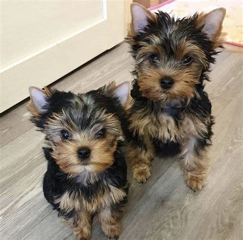 yorkshire terrier for sale los angeles|yorkie breeders in southern california.